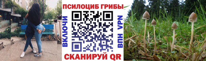Купить  Чёрмоз  Галлюциногенные грибы Cubensis 